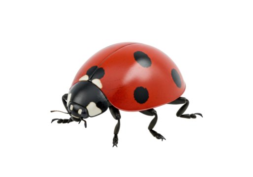 Isolated ladybug close-up of a seven spot ladybird beetle, red beetle with black spots - Powered by Adobe