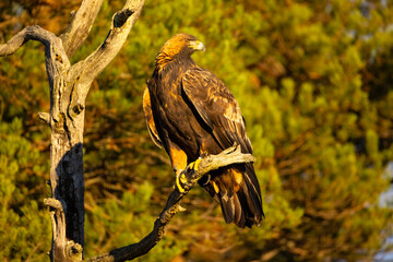 Golden Eagle , Aquila chrysaetos.