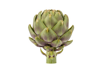 Isolated Artichoke Thistle, a Mediterranean Vegetable, Food, Healthy, Vegetarian Delicacy