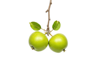 Isolated Granny Smith apples on a twig with leaves, healthy fruit, fresh produce, raw food