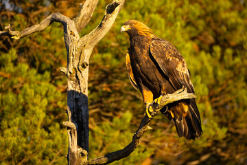 Golden Eagle , Aquila chrysaetos.