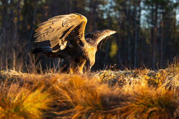 Golden Eagle , Aquila chrysaetos.