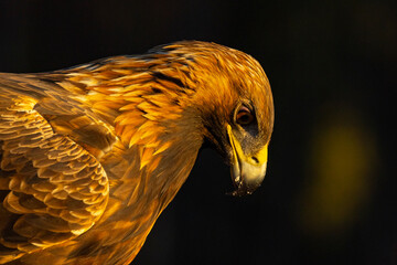 Golden Eagle , Aquila chrysaetos.
