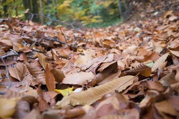 Obraz premium Layer of dry leaves covering woodland ground in fall. Natural seasonal background for ecology and outdoor themes.