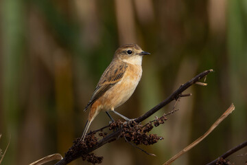 冬に備えるノビタキ