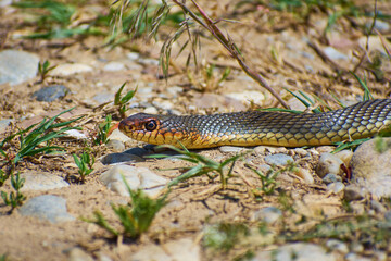 House snake (Natrix natrix) in Romania