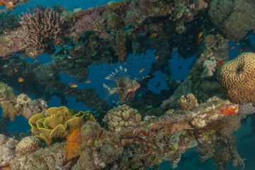 Lionfish (Pterois miles) in the Red Sea, colorful fish, Eilat, Israel
