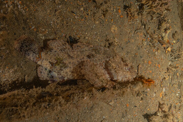 Fish swimming in the Red Sea, colorful fish, Eilat, Israel
