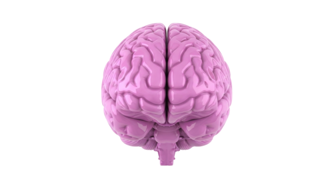 Isolated cerebrum model with light reflections for medical or scientific illustration use