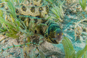 Moray eel Mooray lycodontis undulatus in the Red Sea, Eilat Israel
