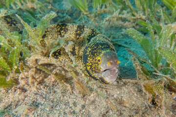Moray eel Mooray lycodontis undulatus in the Red Sea, Eilat Israel
