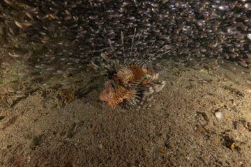 Lionfish (Pterois miles) in the Red Sea, colorful fish, Eilat, Israel
