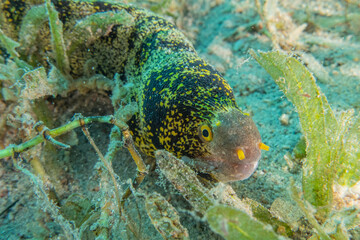 Moray eel Mooray lycodontis undulatus in the Red Sea, Eilat Israel
