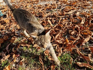 Hauskatze im Herbst