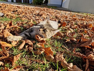 Katze wälzt sich im Laub