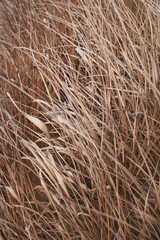Dry beige grass as natural background.
