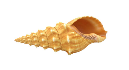 Isolated Turritella Terebra shell a beautiful seashell with textured ridges and spiral shape