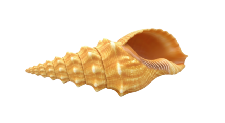 Isolated Turritella Terebra shell a beautiful seashell with textured ridges and spiral shape