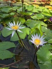 Peaceful summer view of twin water lilies and bud.