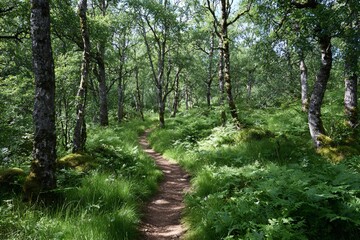 Winding path through a lush rewilded forest brimming with life