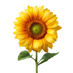 Obraz premium Bright yellow sunflower with green leaves on black background