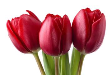 Three vibrant red tulips with water droplets against a black background