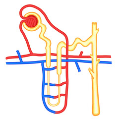 Nephron Structure Vector Medical Illustration