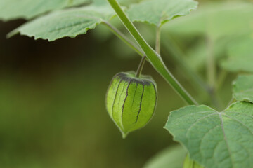 Physalis or ground cherry plant close up (Physalis peruviana)