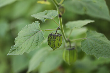 Physalis or ground cherry plant close up (Physalis peruviana)