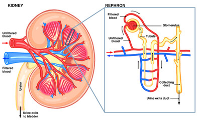 Kidney Anatomy with Detailed Nephron Diagram Labeled Medical Illustration