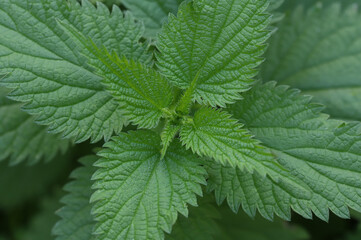 Fresh green leaves of nettle