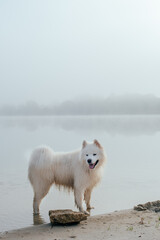portrait of cute white samoyed dog on the lake
