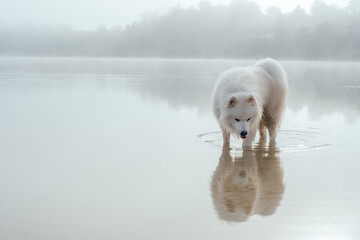 portrait of cute white samoyed dog on the lake