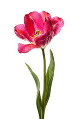 Fototapeta premium Vibrant pink double tulip flower with green stem and leaves on black background