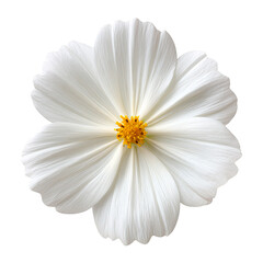 White cosmos flower PNG die-cut isolated on transparent background, elegant white cosmos symbolizing purity and grace, premium white cosmos for luxury design, spa, and wedding branding