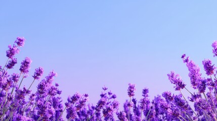 Obraz premium Vibrant Lavender Flowers in Full Bloom Under a Soft Blue Sky Creating an Elegant and Serene Natural Landscape for Relaxation and Calmness
