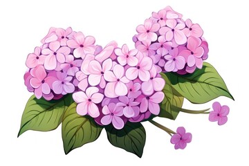 Hydrangea flower plant lilac.