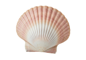 Elegant scallop shell PNG isolated on transparent background, beautiful seashell with pink and white hues for coastal designs