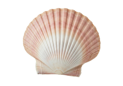 Elegant scallop shell PNG isolated on transparent background, beautiful seashell with pink and white hues for coastal designs