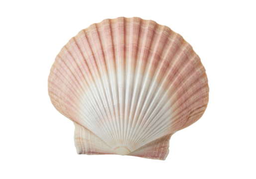Elegant scallop shell PNG isolated on transparent background, beautiful seashell with pink and white hues for coastal designs - Powered by Adobe