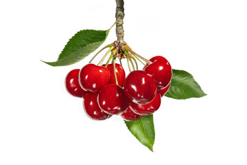 Cherries with with on a branch with green leaves on isolated background close-up, for juice or jam packaging design