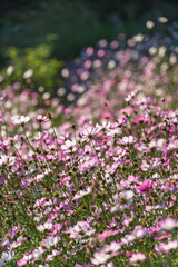 Obraz premium 秋晴れの光を浴びて咲くピンクと白のコスモス（秋桜）の花畑
