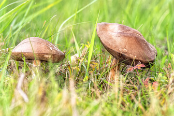 Edible Wild Birch Bolete Mushrooms (Leccinum scabrum) Growing in Grass. A macro shot capturing a pair of fresh, wild birch bolete mushrooms emerging from tall green grass and moss on the forest floor.