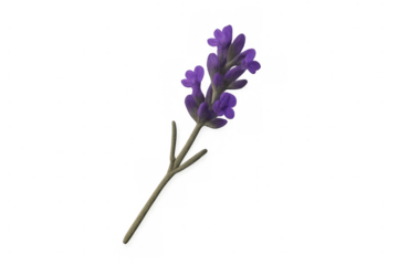 Lavender sprig blooming, showing purple flowers on a stem, aromatic medicinal plant for essential oil and relaxation, transparent background