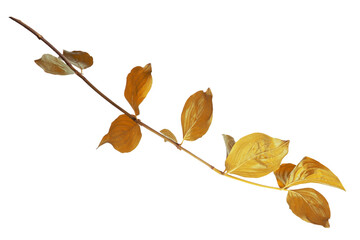 Obraz premium High-quality isolated autumn branch with vibrant yellow, golden and amber leaves on a transparent background