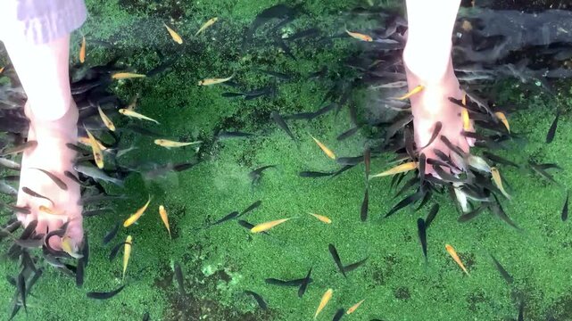 A fish spa pedicure Rufa Garra treatment, known as ichthyotherapy or doctor fish.