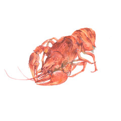 Red crayfish. Watercolor illustration. Isolated  element for design on white background.