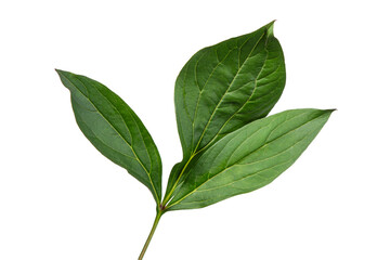 Obraz premium High-quality isolated green branch with fresh spring and summer leaves on transparent background