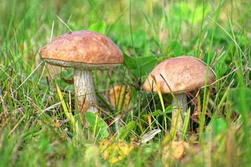 Edible Wild Birch Bolete Mushrooms (Leccinum scabrum) Growing in Grass. A macro shot capturing a pair of fresh, wild birch bolete mushrooms emerging from tall green grass and moss on the forest floor.