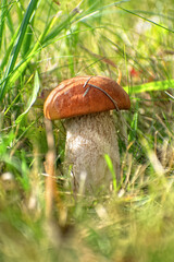 Edible Wild Orange Birch Bolete Mushroom (Leccinum versipelle) Growing in Grass. Close-up view of single wild orange birch bolete mushroom emerging from tall green grass and moss on the forest floor.